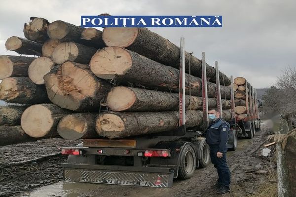 45,95 de metri cubi de lemn confiscați de polițiștii bihoreni