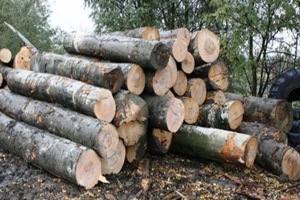 Controale pe linie silvică, în Bihor! Două firme au rămas fără aproape 700 mc de lemn și au fost amendate drastic