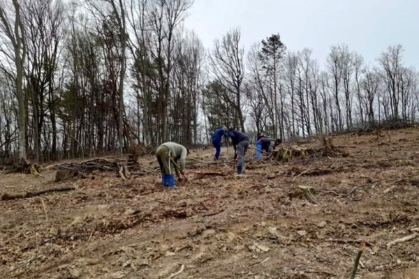 APIA primește cereri de sprijin pentru accesarea schemei de ajutor de stat „Sprijin pentru prima împădurire și crearea de suprafețe împădurite”! Vezi până când