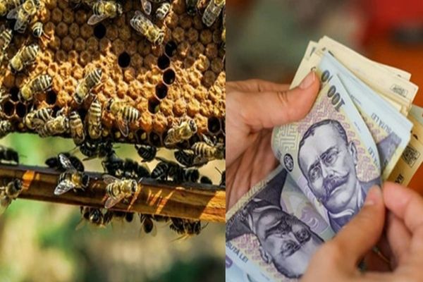 APIA a efectuat plăți pentru circa  7.100 de beneficiari ai Programului Naţional Apicol 2021