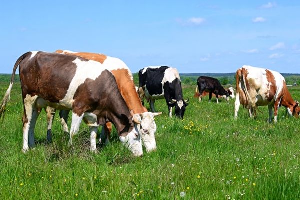 APIA începe  eliberarea de adeverinţe pentru solicitanţii schemei de ajutor de stat în sectorul creşterii animalelor pentru anul 2022