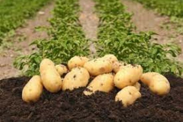 Programul de susținere a producției de cartof de consum, elaborat împreună cu fermierii