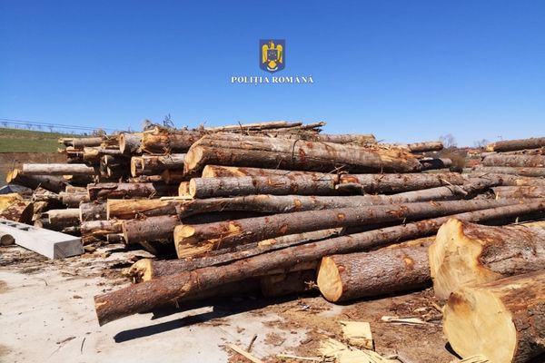 Peste 180 mc de material lemnos, confiscați de polițiștii bihoreni, în urma unei acțiuni comune cu Garda Forestieră! Ce amenzi au fost aplicate