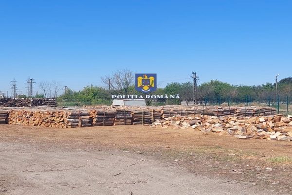Peste 381 mc de material lemnos fără documente legale, confiscați de polițiști