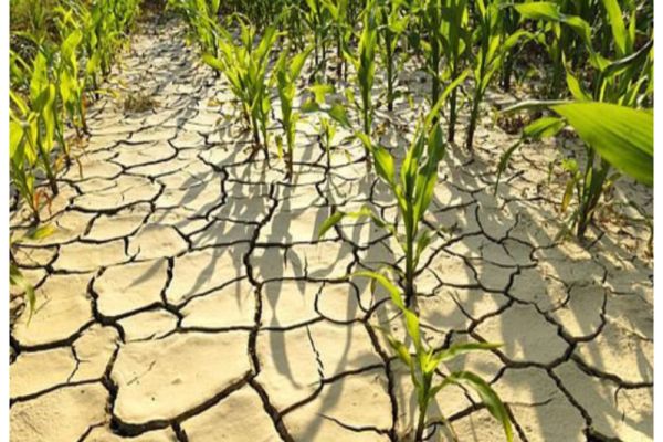 Secetă în România | Prăpăd de la o zi la alta: Peste 330.000 de hectare afectate