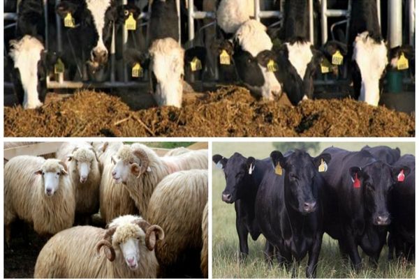 APIA: Sprijin financiar de peste 26 milioane de lei pentru crescătorii de animale
