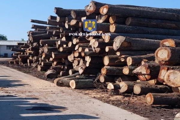 Peste 33 mc de lemn, confiscați de la o firmă de profil din Lunca! SRL-ul a primit și o amendă piperată