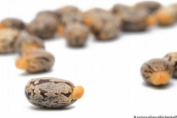 Un român a vrut să cumpere o armă chimică pentru a ucide