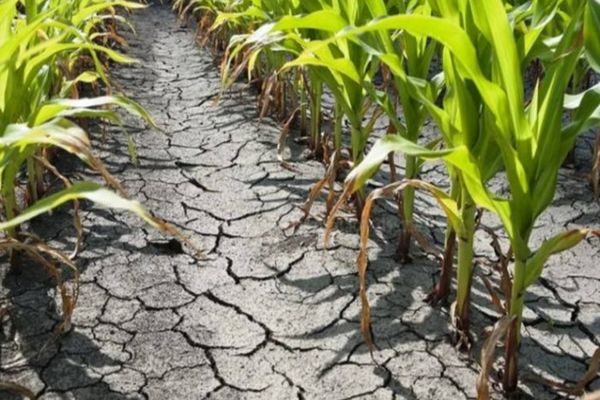 Creşte suprafaţa agricolă afectată de secetă. Vezi judeţele unde s-au înregistrat pagube