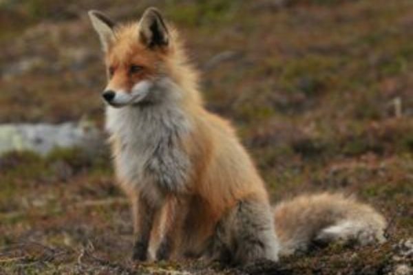 Începe campania de vaccinare antirabică în mediul silvatic