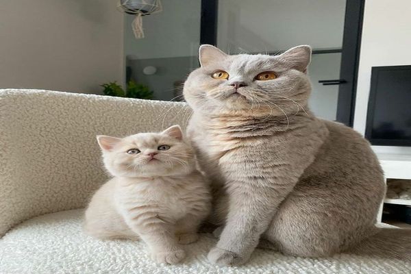 5 motive să ai o pisică în casă. Concluziile oamenilor de știință te vor surprinde