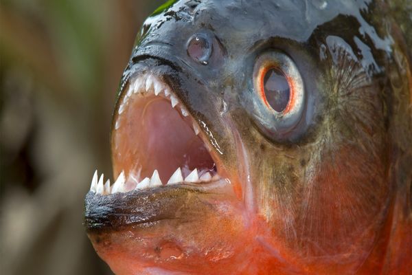 Pește piranha, devoratorul de oameni, găsit la Oradea, în apele Crișului Repede