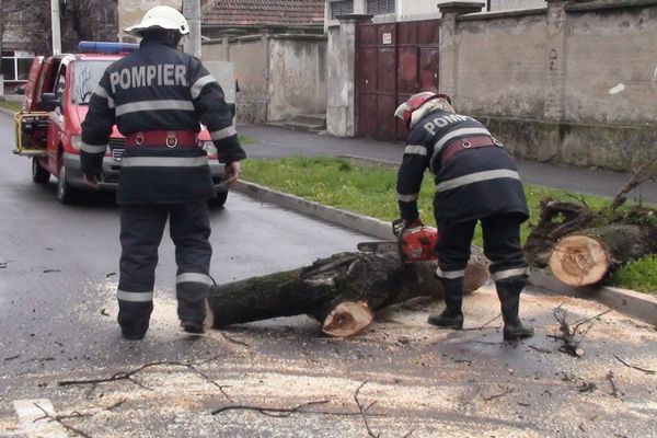 Mai mulți copaci și stâlpi, căzuți pe carosabil și trotuare în Bihor, din cauza vântului puternic