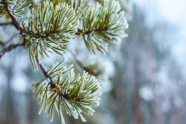 Prognoza pentru următoarele 2 săptămâni. Temperaturi oscilante până pe 6 februarie, apoi se încălzeşte