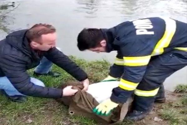VIDEO: Lebădă epuizată și în imposibilitatea de a-și lua zborul, salvată de pompierii bihoreni