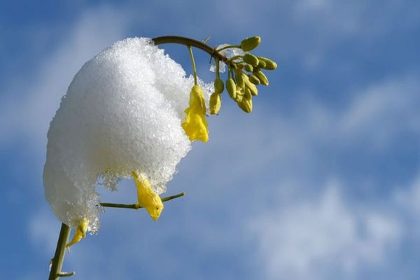 Vremea 19 februarie - România, între ninsori viscolite și maxime de 18 grade