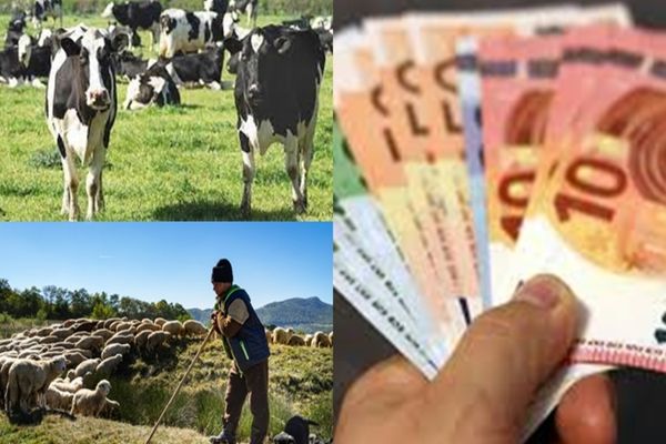 Sprijin financiar în valoare de peste 15,82 milioane lei pentru crescătorii de animale