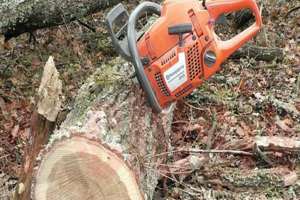 Șase bihoreni, cercetați pentru tăiere ilegală și furt de arbori! Doi au fost reținuți pentru 24 de ore