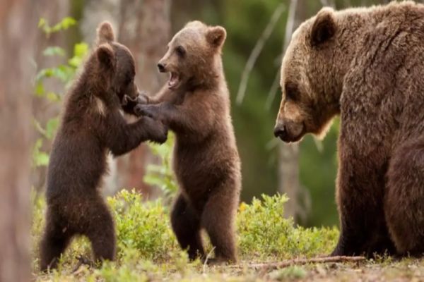 CÂȚI URȘI BRUNI VOR FI UCIȘI ÎN 2024 ȘI 2025. PARLAMENTARII AU DECIS