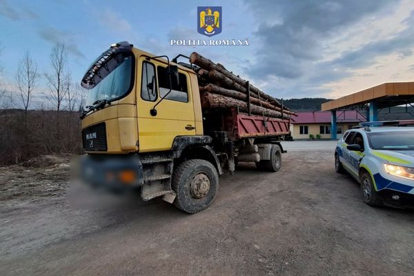 Peste 470 de metri cubi de material lemnos, fără proveniență legală, în valoare de 102.746 de lei, confiscați de polițiștii bihoreni