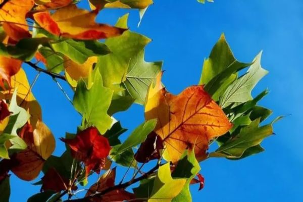 Vremea 18 octombrie - Se schimbă vremea brusc