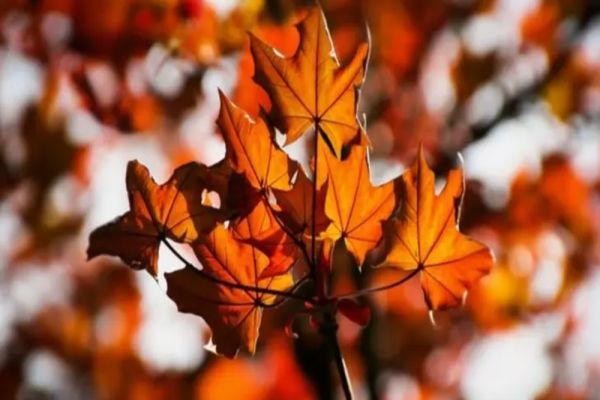 NOIEMBRIE ÎNCEPE CU VREME DEOSEBIT DE CALDĂ ÎN ROMÂNIA