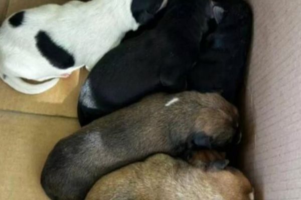 Un bihorean, amendat cu 17.000 de lei, după ce a abandonat pe stradă 7 căței