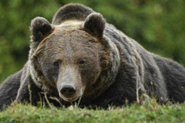 CONSERVATION CARPATHIA, SOLUȚII PENTRU GESTIONAREA POPULAȚIEI DE URȘI