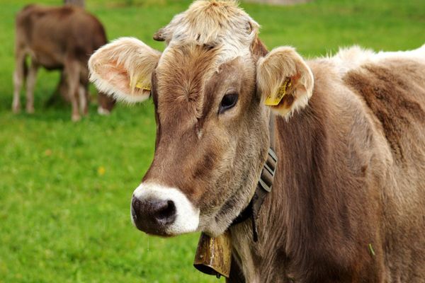 EPIDEMIE DE FEBRĂ AFTOASĂ ÎN EUROPA! MII DE BOVINE, SACRIFICATE DIN CAUZA VIRUSULUI PERICULOS 