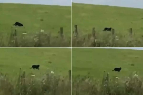 ALERTĂ ÎN GIURGIU. PANTERA NEAGRĂ EVADATĂ DIN BULGARIA AR FI AJUNS ÎN ROMÂNIA 