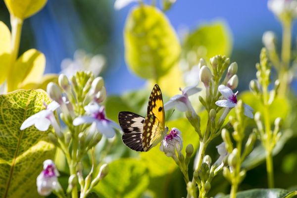 VREMEA 17 IULIE. TEMPERATURI CANICULARE