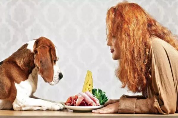 Peste 8 milioane de pisici și câini locuiesc în România. Cât ajunge să cheltuie, lunar, o familie pentru animăluțul de companie