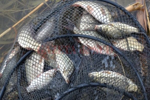 STUDIU. Microplastice în șprot, rapană și midii de pe coasta românească