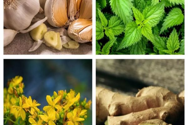 Mirodenii și plante aromatice ideale pentru imunitate. Recomandarea unui renumit fitoterapeut