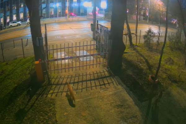Vulpi în centrul Bucureştiului, surprinse de camerele Muzeului Antipa VIDEO
