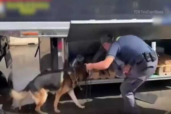 Șofer român, prins cu 100 de kilograme de droguri