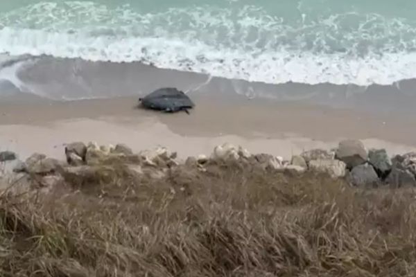 O dronă a fost descoperită între Tuzla și Costinești