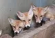 Familie de vulpi roșcate donate Grădinii Zoologice Oradea