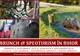 Brunch &amp; Speoturism la Păstrăvăria Măgești