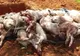 Evoluția Pestei Porcine Africane (PPA) în județul Bihor