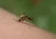 Cinci cazuri de West-Nile confirmate în județul Bihor