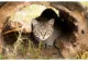 Doi motani sălbatici veniți tocmai de la Paris sunt vedetele Gradinii Zoologice de la Oradea
