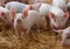 Pestă porcină africană confirmată în Cherechiu