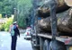 Material lemnos fără documente legale, confiscat de polițiștii bihoreni