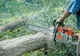 Bănuit de tăiere ilegală de arbori, cercetat penal de polițiștii bihoreni.