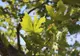 Primăria Oradea a cerut înlocuirea arborilor ornamentali uscațI