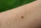 Atenție la țânțari și căpușe! Măsuri de protecție