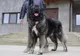 Târg de adopții la Adăpostul Grivei