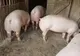 Noi focare de pestă porcină în județul Bihor