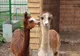 Două exemplare de Alpaca, la ZOO Oradea
